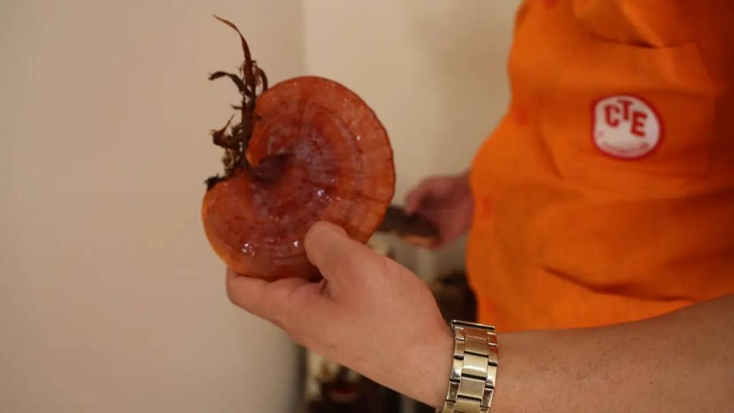 Adana’da Cezaevinde Kilogramı 15 Bin TL’lik Mantar Üretiliyor! 7